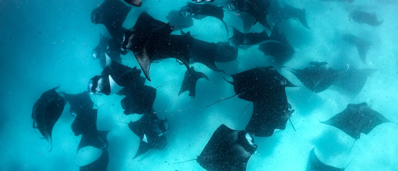 Manta rays in Hanifaru Bay, Baa Atoll UNESCO Biosphere Reserve, Maldives