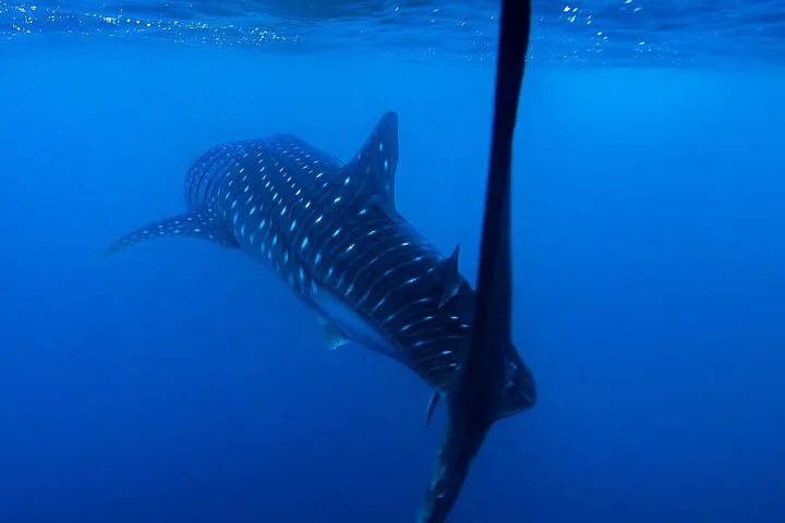 Manta rays and whale sharks in Baa Atoll, Hanifaru Bay
