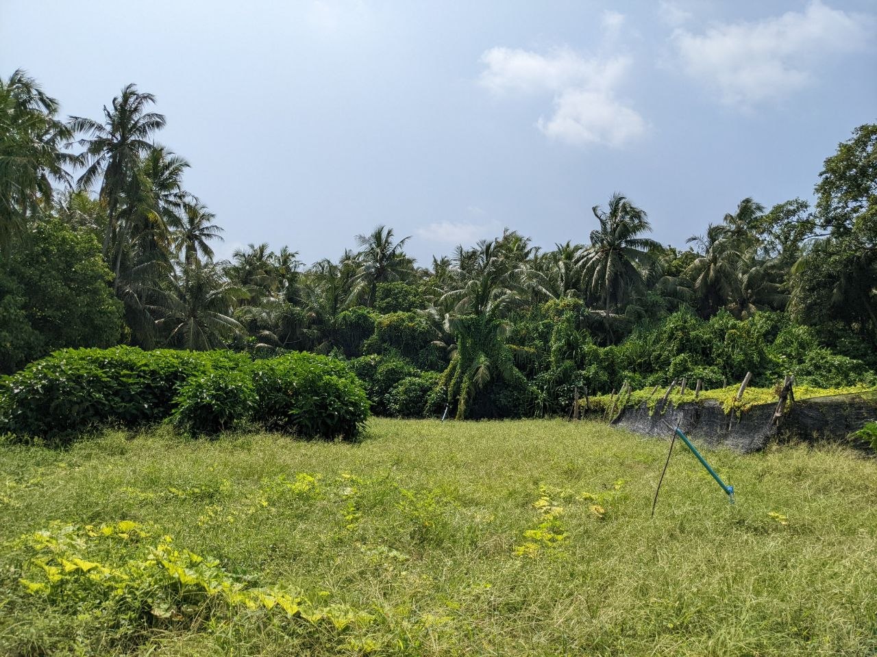Lush island interior and local farming on Goidhoo Island