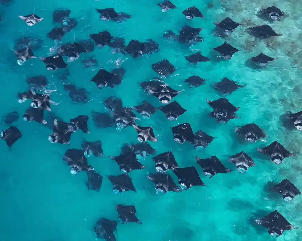 Responsible snorkeling with manta rays at Hanifaru Bay, Maldives